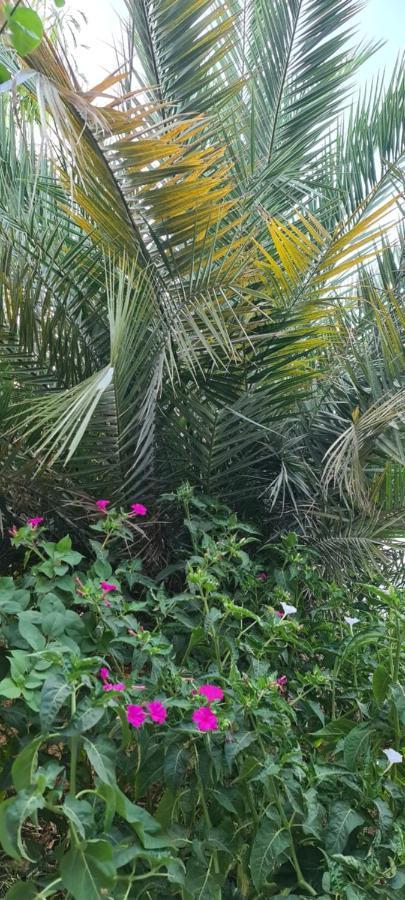 Hotel L'Hirondelle De Kelibia : Chez Amou Exteriér fotografie